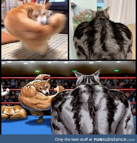 Buffdoggo v fitcat