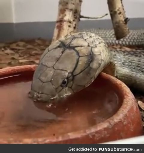 Snake water