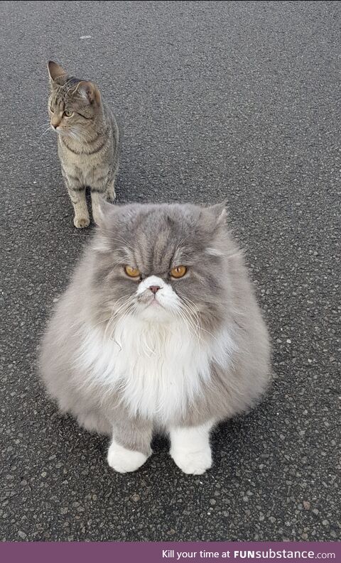 Cat watching you get a haircut during lockdown