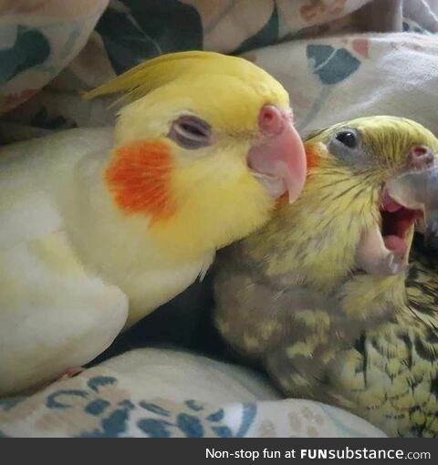 Happy cuddling birbs