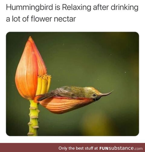 Humming Bird resting after drinking necter