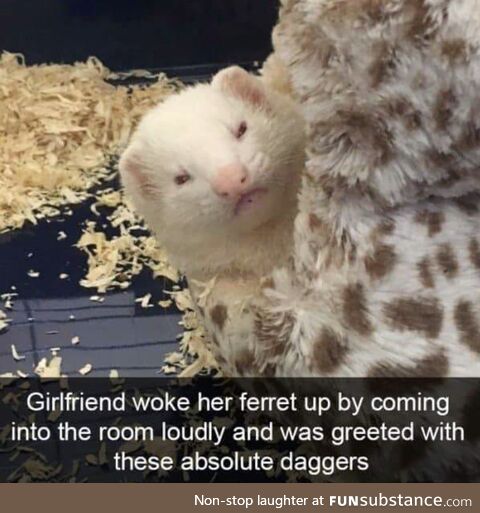 Ferret eye daggers