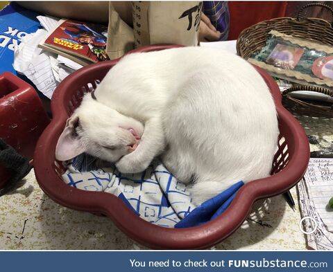 Basket cat needs us