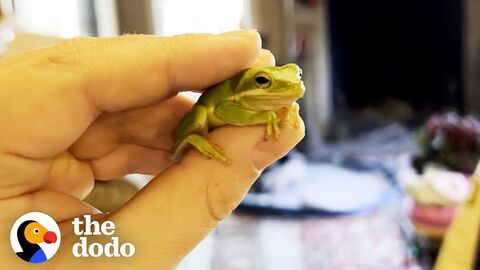 Tony the Tiny Salad Frog