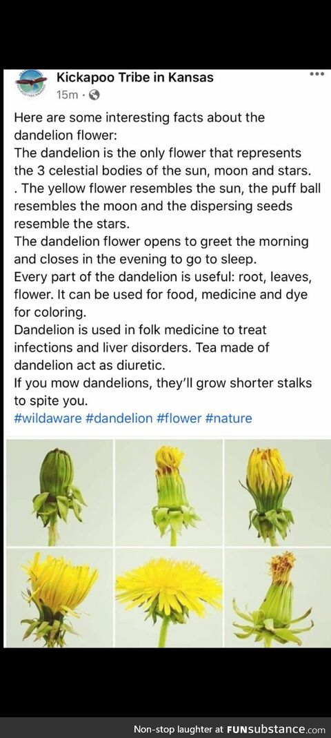 Dandelions