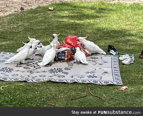 Never leave your picnic unattended in Australia