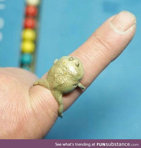 Totälly tiny frog (happy?)