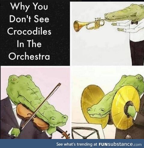 Why you don't see crocodiles in the orchestra