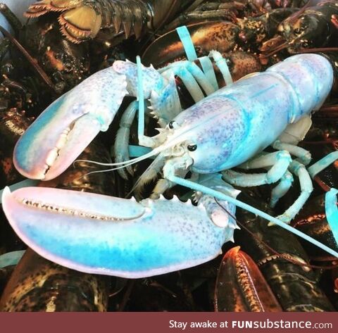 The Candyfloss lobster. Allegedly only 1 in 100 hundred million lobsters has this