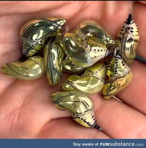 golden chrysalises of the Tithorea tarricina butterfly