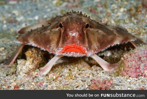 Behold! The red-lipped batfish!