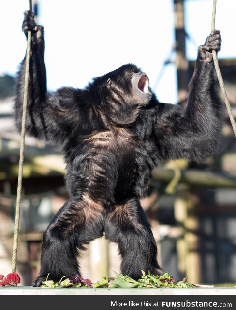 It's world gibbon day today! Woo woo!