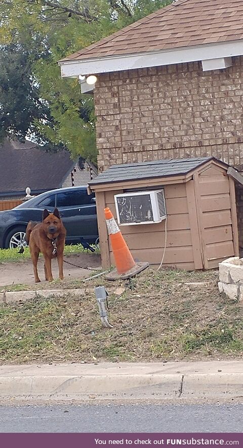 Heat Wave? No problem for this pooch