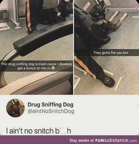 W drug sniffing dog