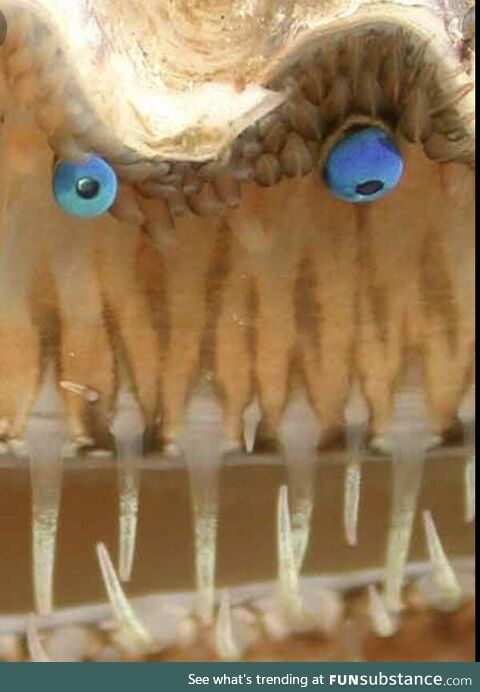 Close up of a scallop’s eyes and teeth