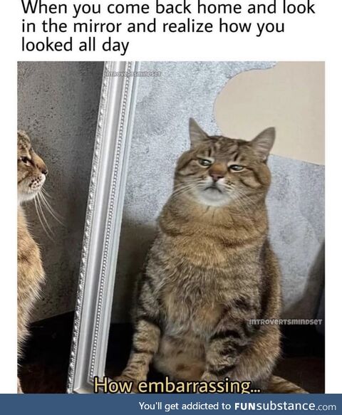 Cat memes