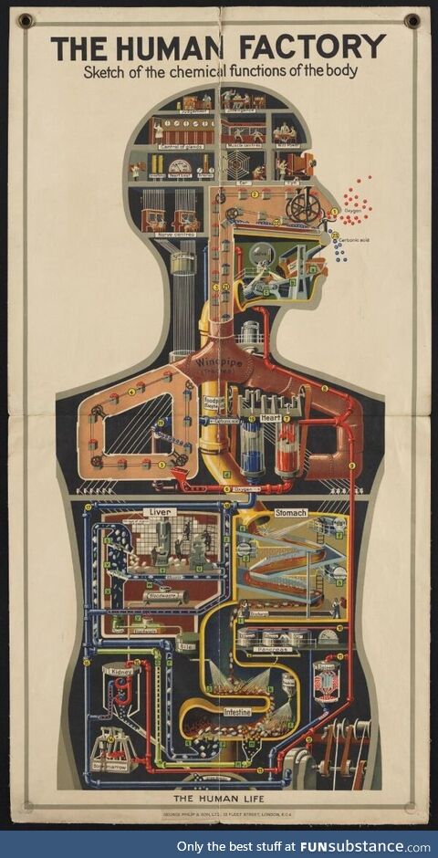 Mechanical physiology of human body