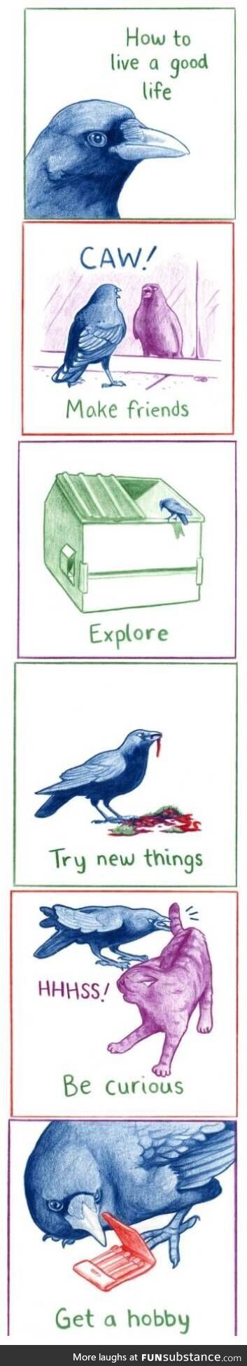 Life according to a crow