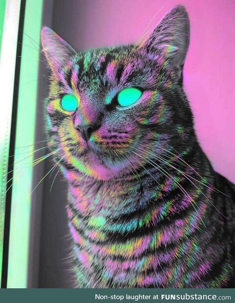 Trippy cat