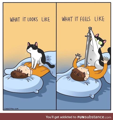 Cat owner can relate