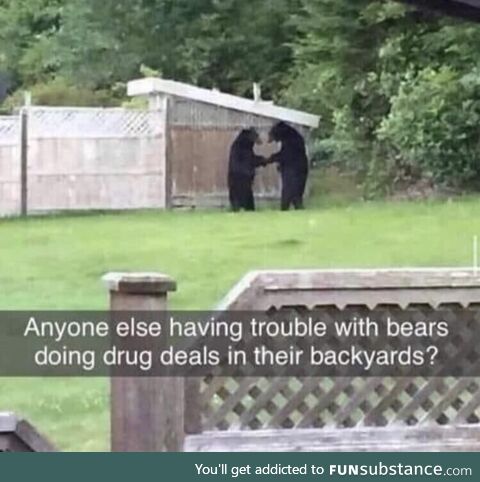 Anyone else having trouble with bears dealing drugs in their backyard?