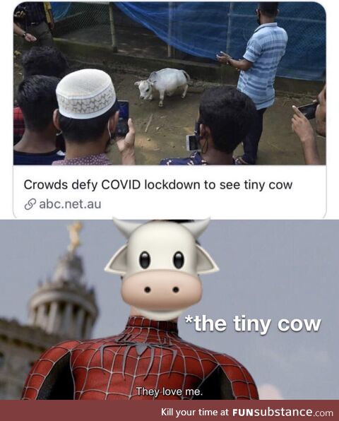 All hail the tiny cow