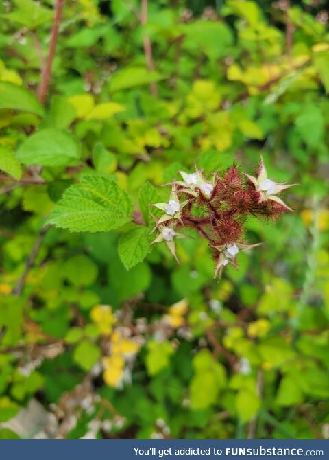 Boysenberry flowers are pretty neat :)