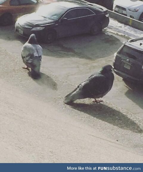 Giant pigeons or tiny cars ?