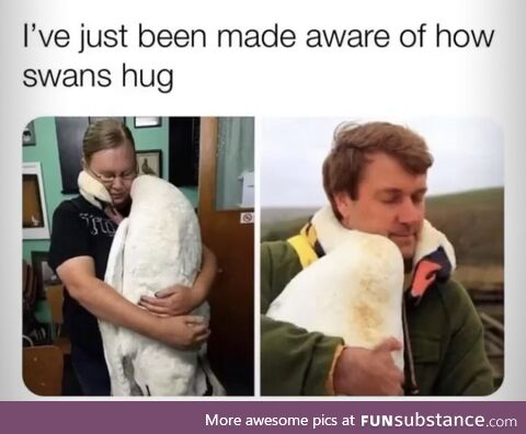 swans