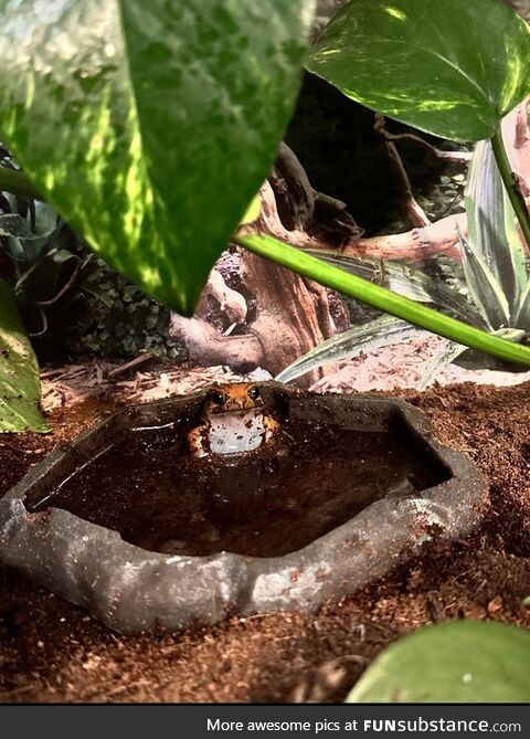 Froggos '23 #201 - Chillin' in the Pool