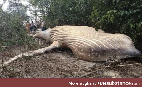 Worlds largest deer tick found in Chernobyl