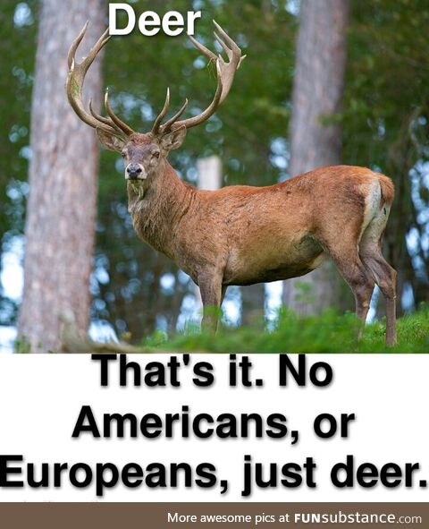 Deer