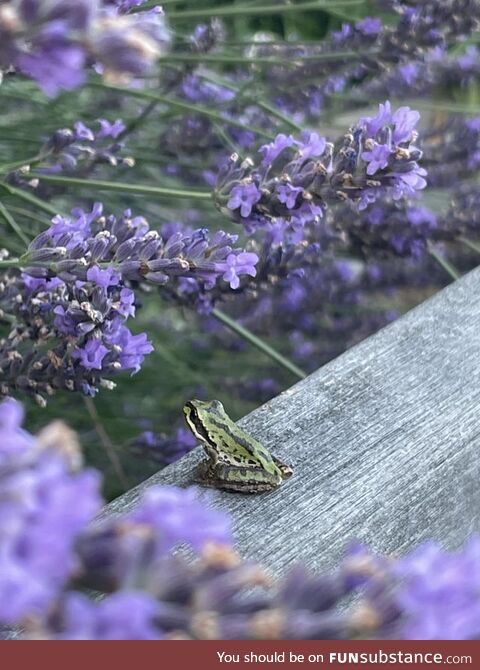 Froggos '23 #215 - Taking Time to Smell the Flowers