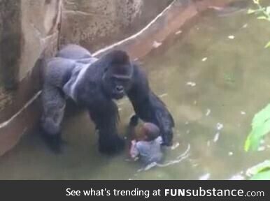 Idiot child falls into gorilla enclosure, ultimately leading to a global societal