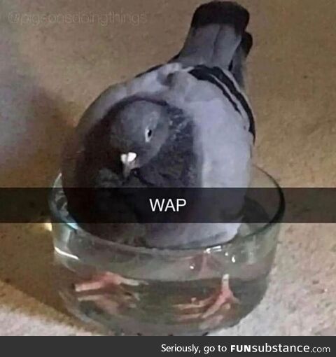 WAP