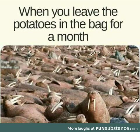 potatoes