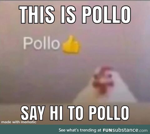 Hi pollo