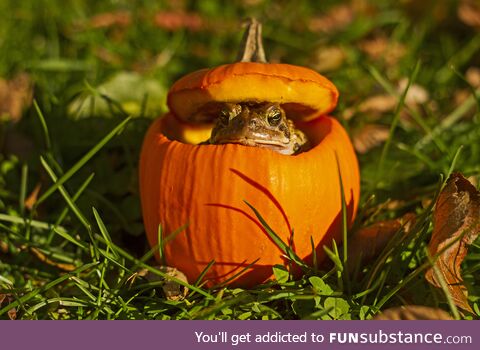 Froggos '23 #269/Spooktober Day 5 - What Lurks in the Pumpkin?