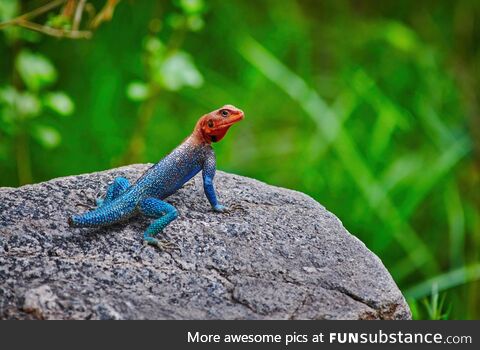 Agama agama  Manyara  Tanzania  Nikon Gears [OC]