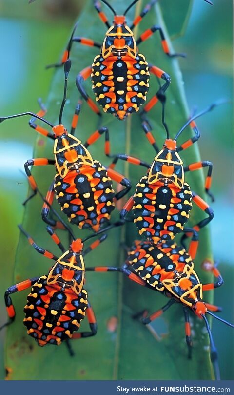 Giant mesquite bug nymphs