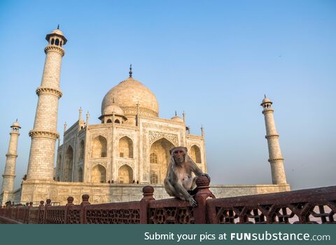 [OC] Monkey outside Taj Mahal