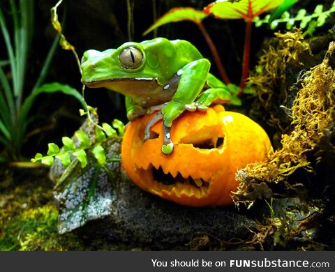 Froggos '23 #292/Spooktober Day 28 - You Dare Approach Their Pumpkin?