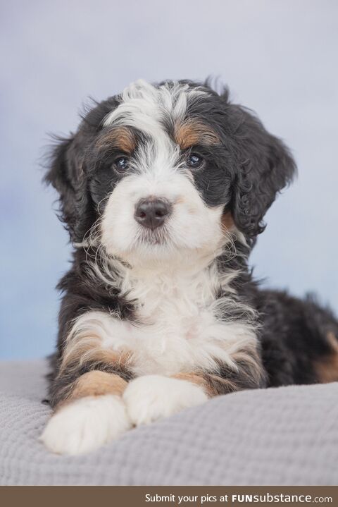 Did some portraits of a friend’s dog. She was quite the poser. [OC]