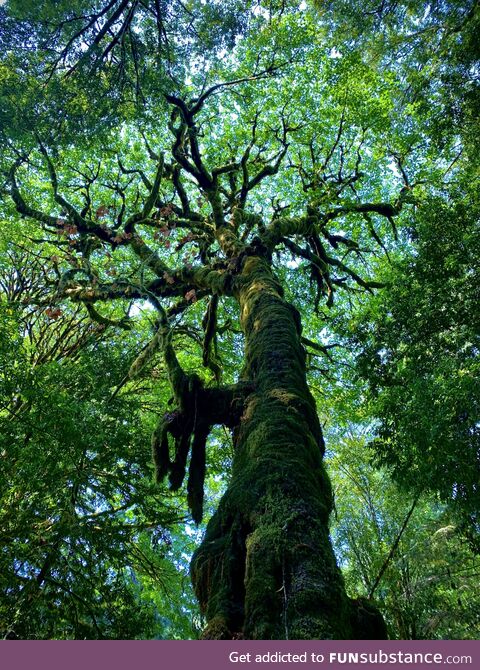 This tree in the redwood forest