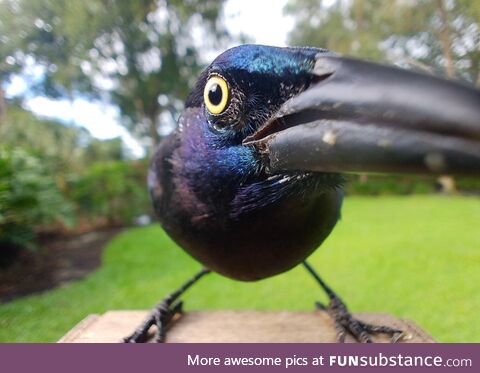 This Common Grackle is interested in your dinner