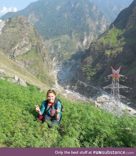 The Himalayas of India, where weed really is a weed