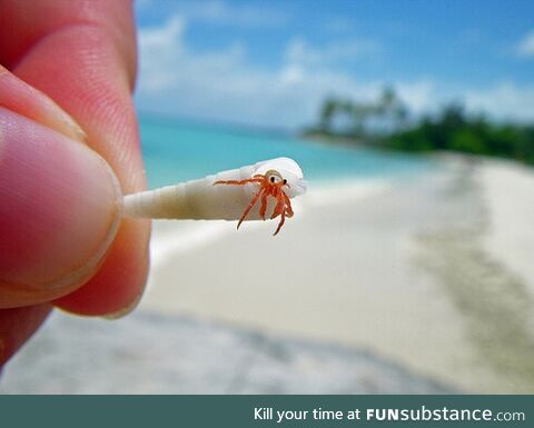 Itty bitty hermit crab