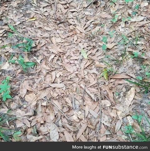 There's a Copperhead in this picture. Be safe out there