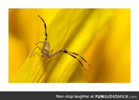 [OC] found this little crab spider in the garden today