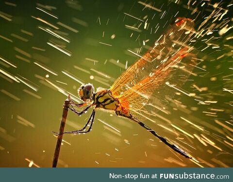 A dragonfly in the rain